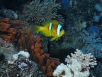 /album/klauni-a-sapini/foto-roman-341-jpg/